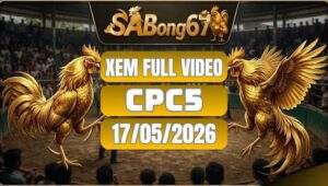 Gà CPC5 Ngày 17/05/2026 Cùng SABONG67