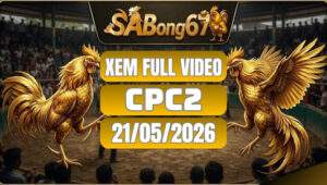 Xem Full video đá gà CPC2 ngày 21/5/2026