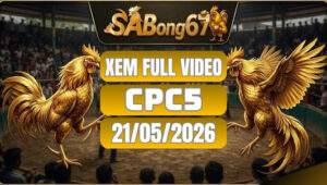 Xem Full video đá gà CPC5 ngày 21/5/2026